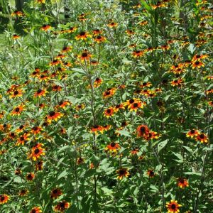 Rudbeckia triloba - Zonnehoed