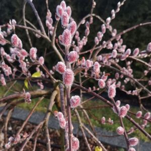 Salix chaenomeloides 'Mount Aso' - Katjeswilg