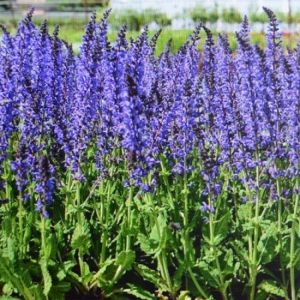 Salvia nemorosa 'Blaukönigin' - Bossalie 