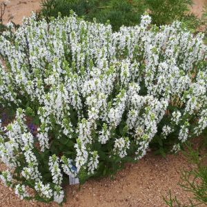 Salvia nemorosa 'Sensation White' - Salie