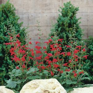 Salvia roemeriana 'Hot Trumpets' - Salie