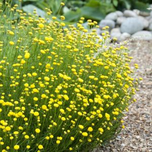Santolina rosmarinifolia - Heiligenbloem