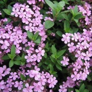 Saponaria ocymoides - Zeepkruid