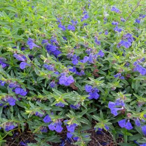 Scutellaria scordiifolia - Glidkruid