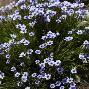 Sisyrinchium 'Devon Skies' - Blauwogig gras