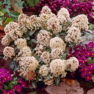 Skimmia japonica 'Marlot'