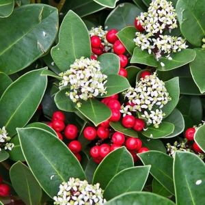Skimmia japonica 'Godrie's Little Ruby'