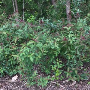 Spiraea japonica 'Dart's Red'