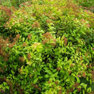 Spiraea japonica 'Goldflame' - Spierstruik
