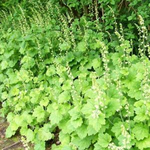 Tellima grandiflora - Franjekelk