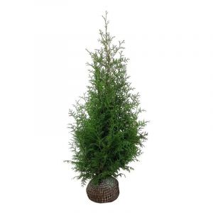 Thuja occidentalis Brabant - Levensboom