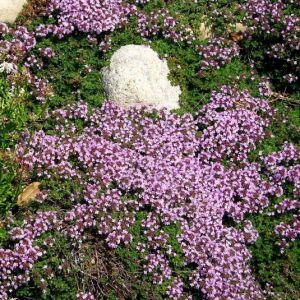 Thymus praecox 'Minor' - Kruiptijm