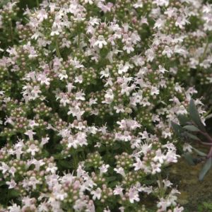 Thymus praecox 'Pink Chintz' - Kruiptijm