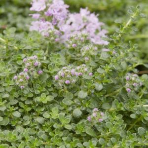 Thymus serpyllum 'Elfin' - Kruiptijm