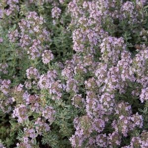 Thymus vulgaris 'Silver Posie' - Echte Tijm