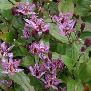 Tricyrtis formosana Purple Beauty - Armeluisorchidee