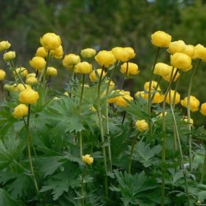Trollius europaeus - Kogelbloem