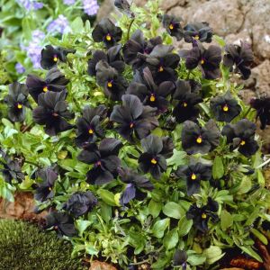 Viola cornuta 'Molly Sanderson' - Hoornviooltje