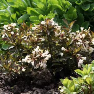 Weigela florida 'Black and White' - Weigelia
