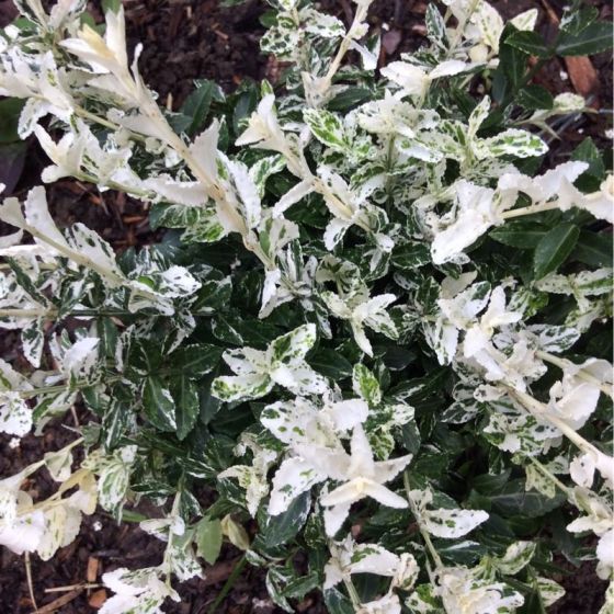 Euonymus Fort Emerald Gaiety Kardinaalsmuts Het Groene Paradijs