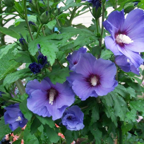 Hibiscus Syriacus Oiseau Bleu Op Stam Altheastruik Laagste Prijs Het Groene Paradijs