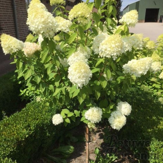 Pluimhortensia op stam Pluimhortensia op stam