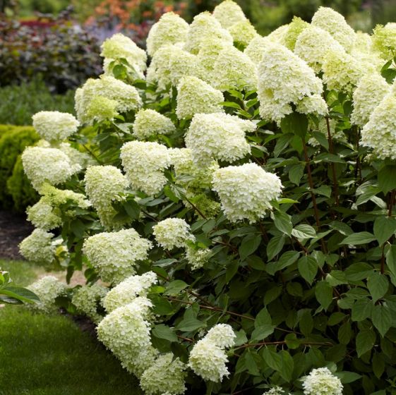 Hydrangea Limelight Hydrangea Limelight Kopen Hydrangea Limelight Bestellen Het Groene Paradijs