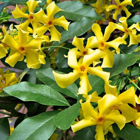 Laurier Krijgt Gele Bladeren Trachelospermum Jasminoides Star Of Toscane Het Groene Paradijs