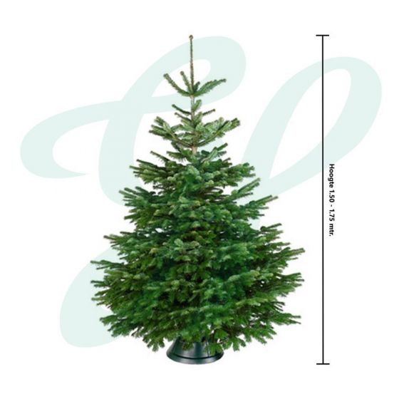 Premium Nordmann Hoogte 1 50 1 75 Mtr Inkl Cinco Standaard Spar Laagste Prijs Het Groene Paradijs