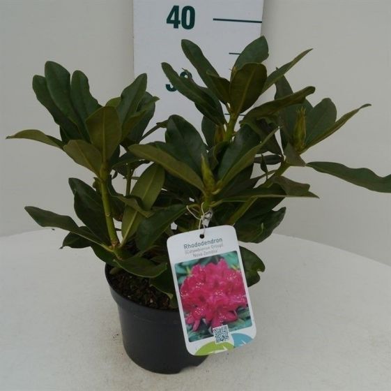 Rhododendron Roseum Elegans Rhododendron Laagste Prijs Het Groene Paradijs