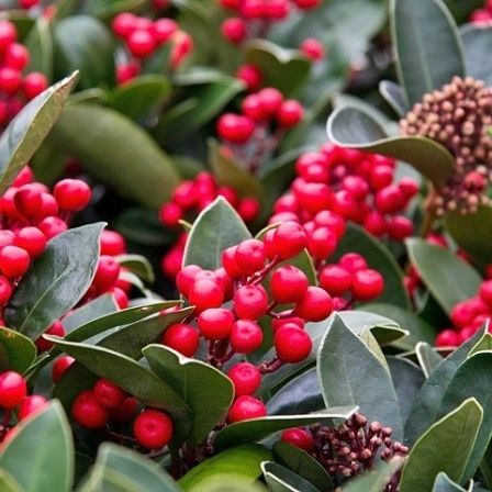 Skimmia Japonica Olympic Flame Skimmia Laagste Prijs Het Groene Paradijs