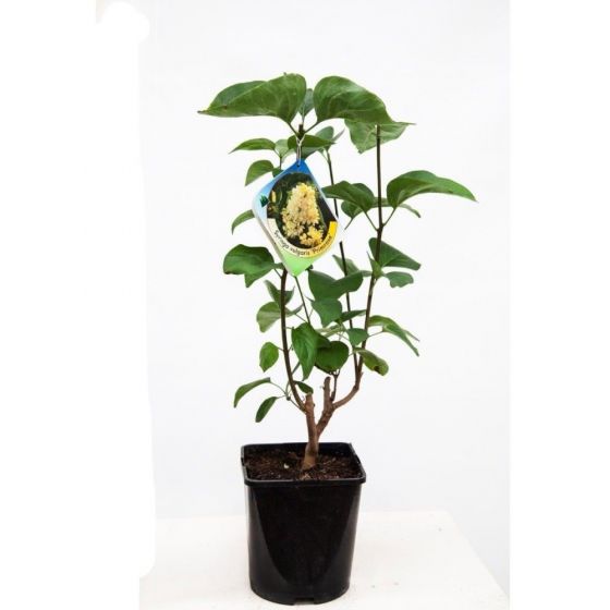 Syringa Vulgaris Primrose Sering Laagste Prijs Het Groene Paradijs