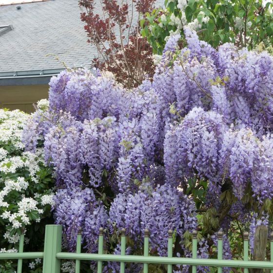 Wisteria Sinensis Prolific Blauwe Regen Kopen Het Groene Paradijs
