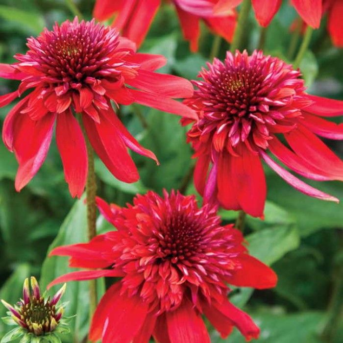 Echinacea\u0020Eccentric\u0020\u002D\u0020Zonnehoed Echinacea\u0020Eccentric\u0020\u002D\u0020Zonnehoed
