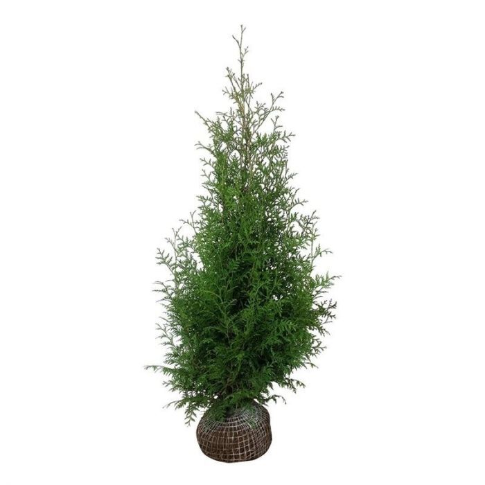 50 x Thuja Brabant - Haagconifeer 125-150cm