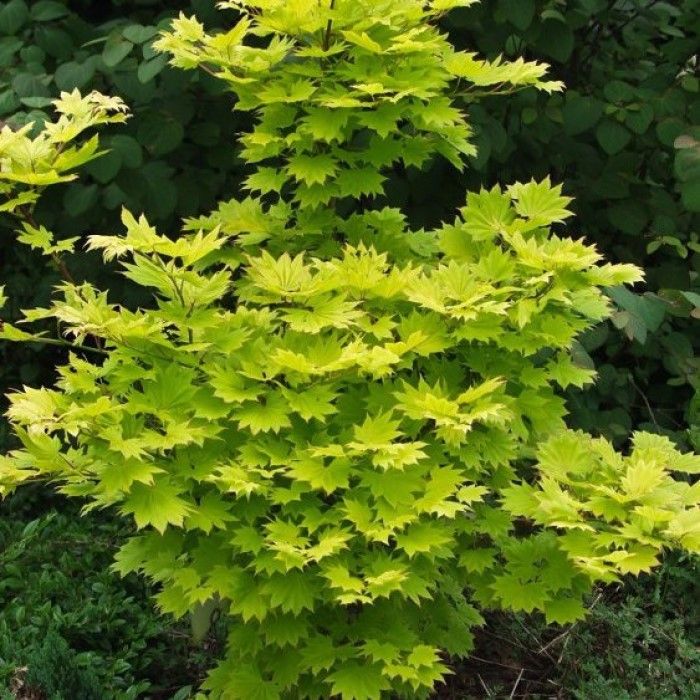 Acer shirasawanum 'Aureum' - Japanse Esdoorn