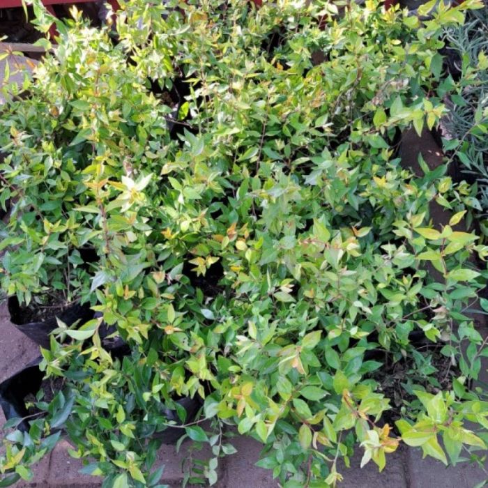 Abelia grandiflora 'Francis Mason' - Abelia