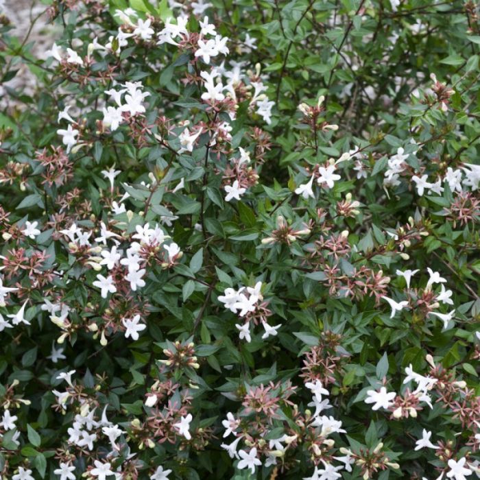 Abelia grandiflora 'Sherwood' - Abelia