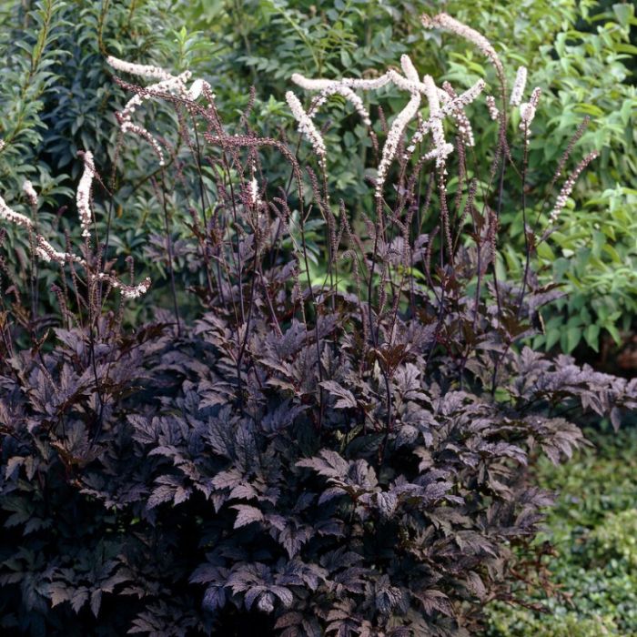 Actaea simplex 'Brunette'- Zilverkaars