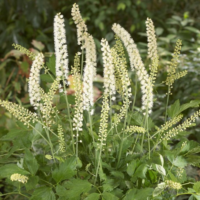 Actaea simplex 'White Pearl' - Zilverkaars