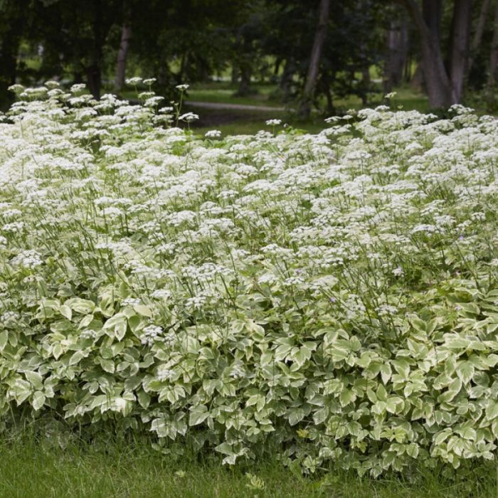 Aegopodium podagraria 'Variegatum' - bont zevenblad