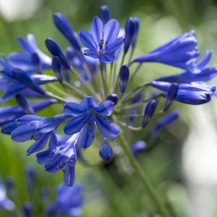 Agapanthus Brilliant Blue - Afrikaanse Lelie
