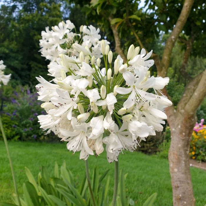 Agapanthus\u0020\u0027Petite\u0020Eskimo\u0027\u0020\u002D\u0020Afrikaanse\u0020Lelie Agapanthus\u0020\u0027Petite\u0020Eskimo\u0027\u0020\u002D\u0020Afrikaanse\u0020Lelie