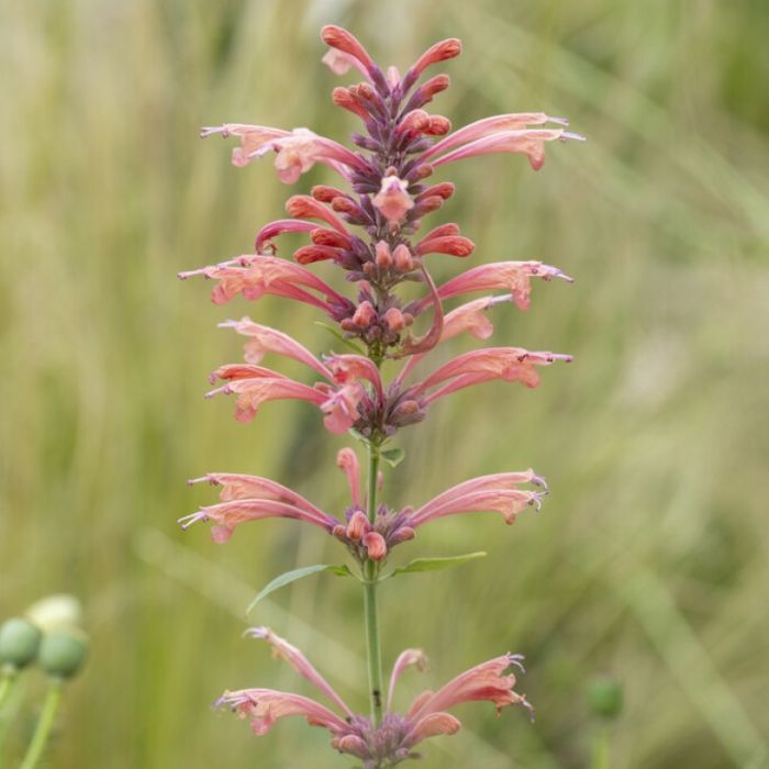 Agastache 'Kolibri' - Dropplant