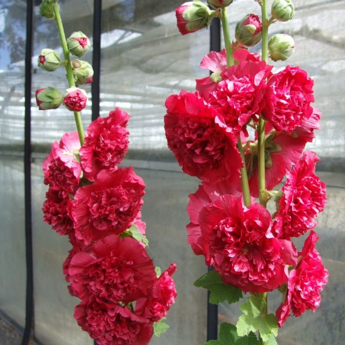 Alcea rosea 'Pleniflora' Rood - Stokroos