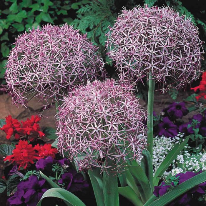 Allium\u0020christophii\u0020\u002D\u0020Sierui Allium\u0020christophii\u0020\u002D\u0020Sierui