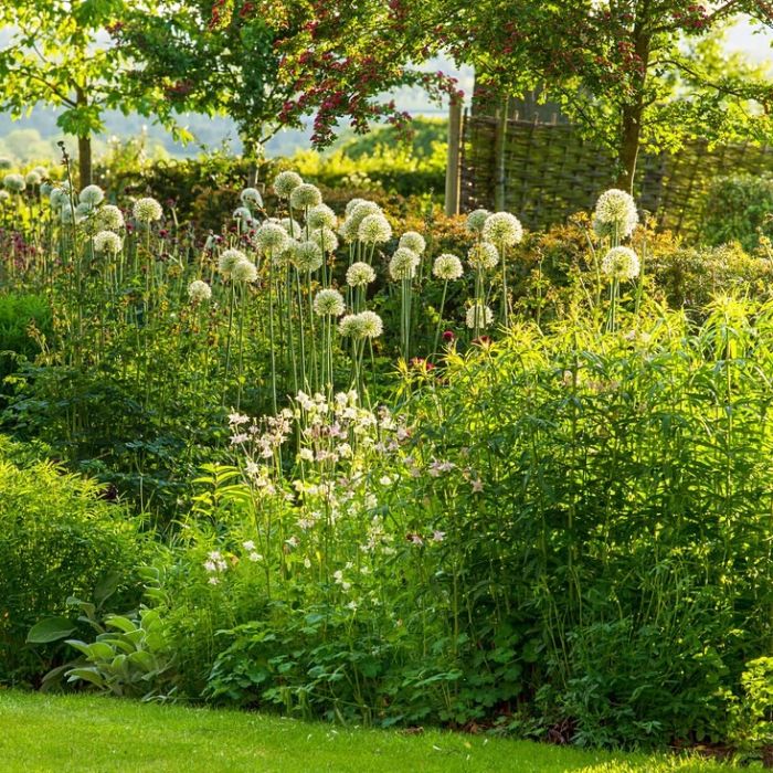 Allium 'Mount Everest' - Sierui