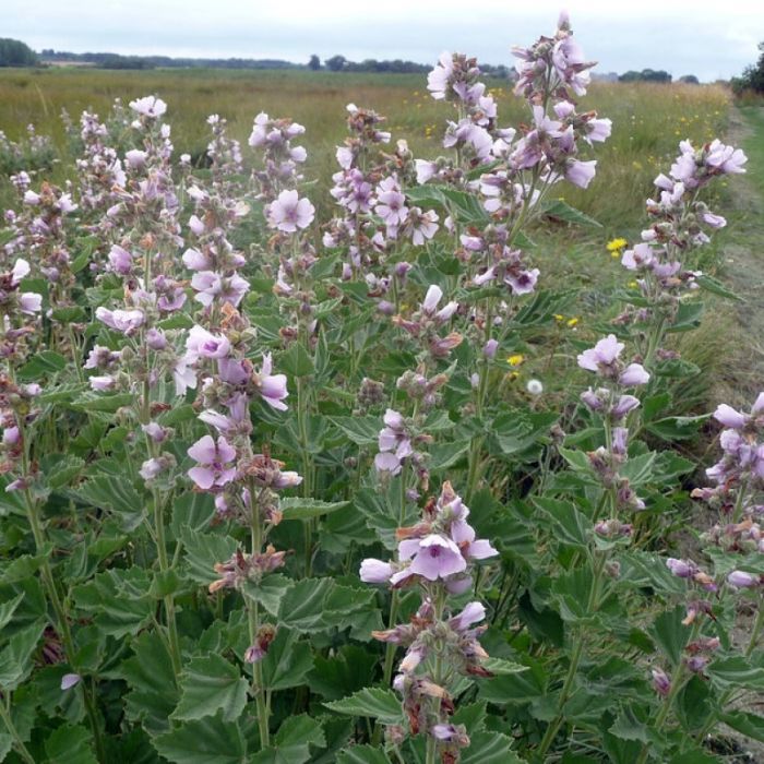 Althaea officinalis - Heemst