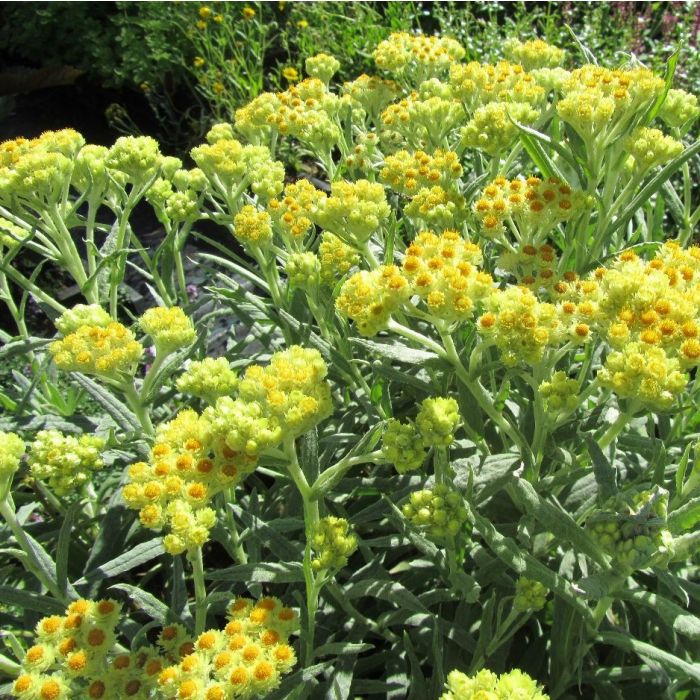 Anaphalis 'Schwefellicht' - Siberische Edelweiss