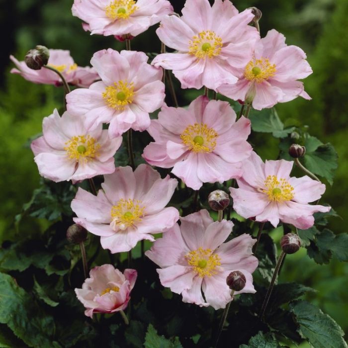 Anemone\u0020hybrida\u0020K\u00F6nigin\u0020Charlotte Anemone\u0020hybrida\u0020K\u00F6nigin\u0020Charlotte